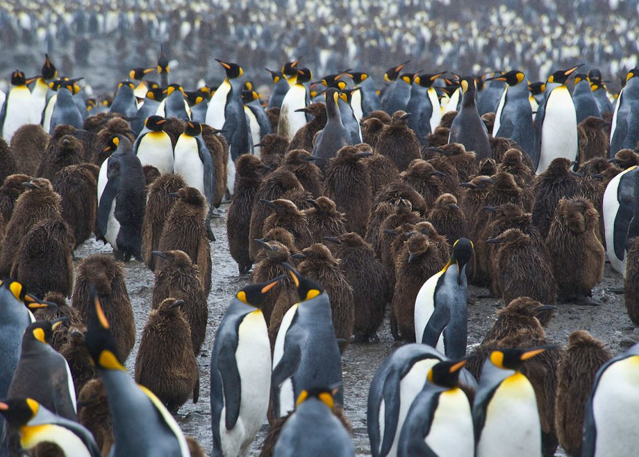 King Penquins at St Andrews, South Georgia