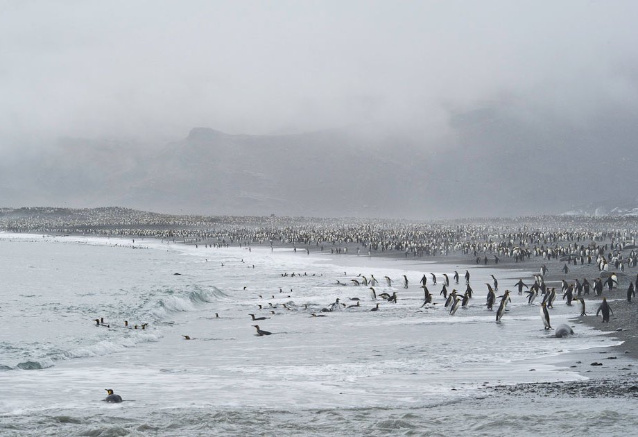 The beach at St Andrews, South Georgia