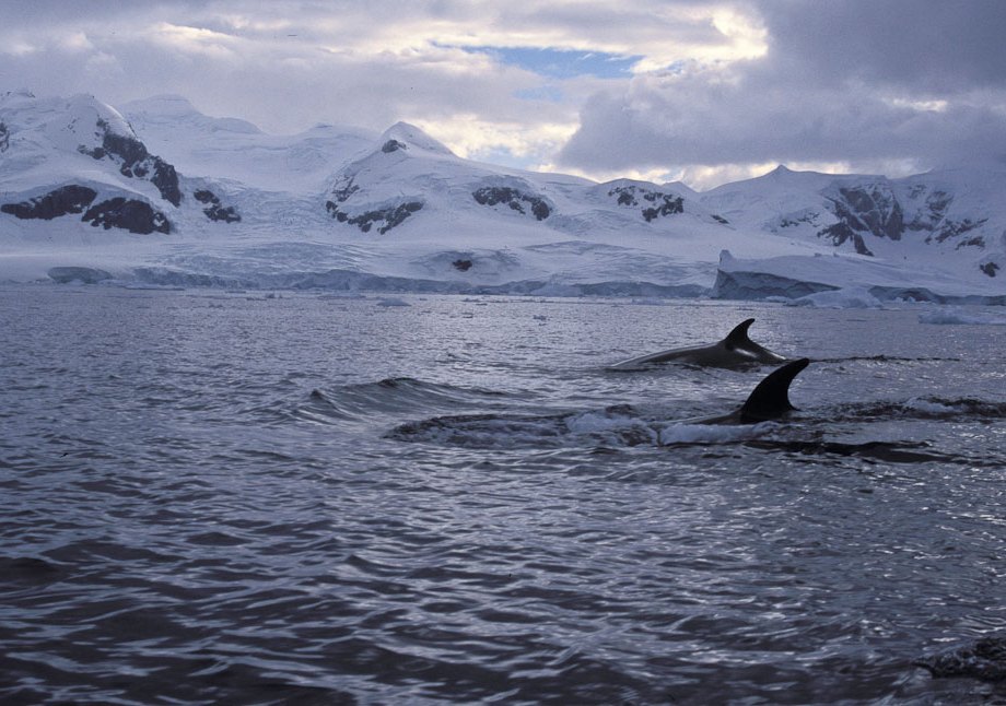 Minke Whales at Neko Harbour