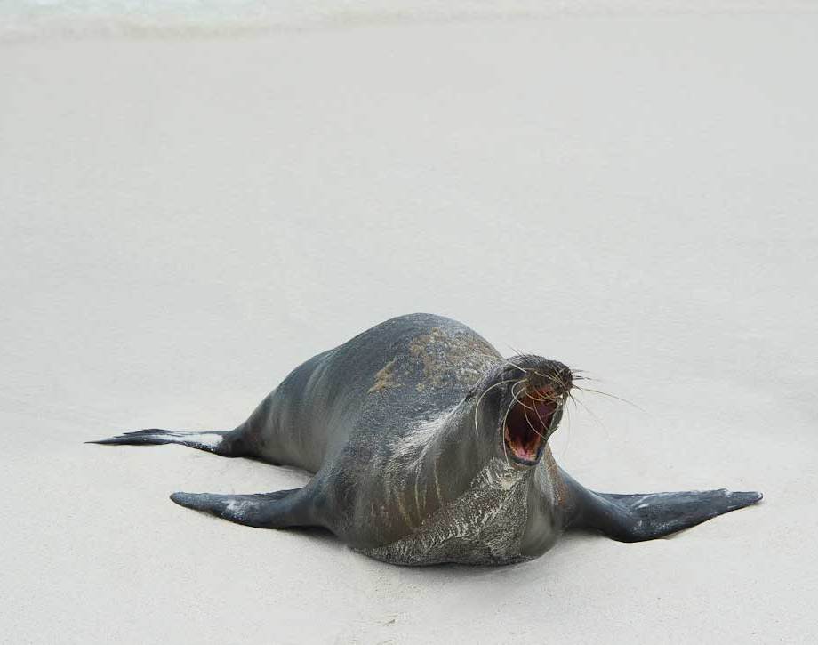 Galapagos Sea Lion