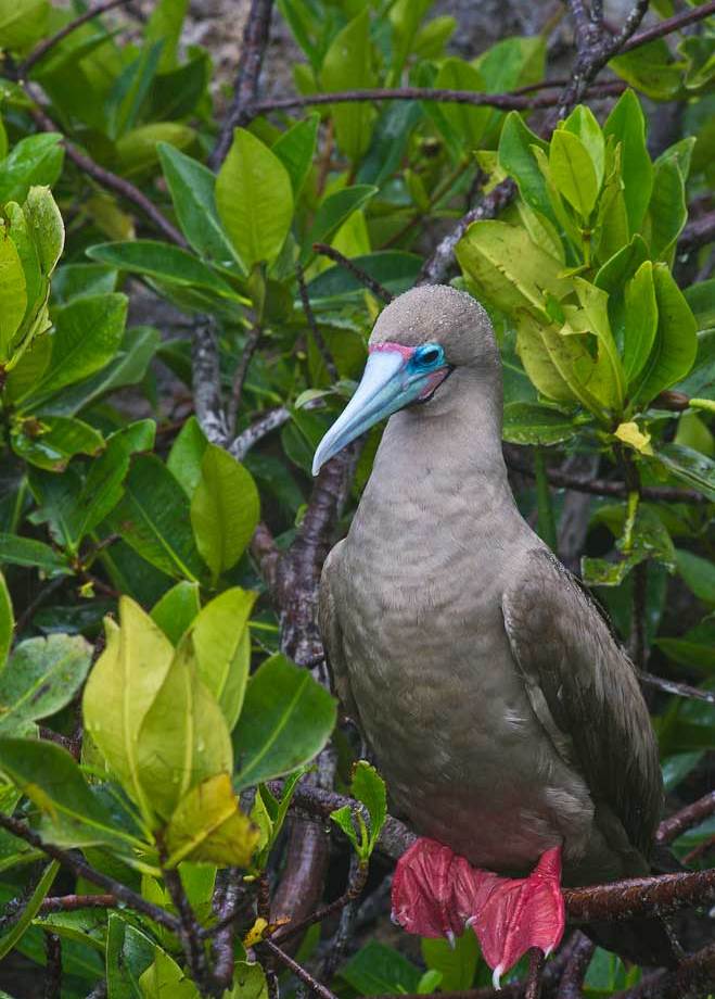 Red -footed Booby