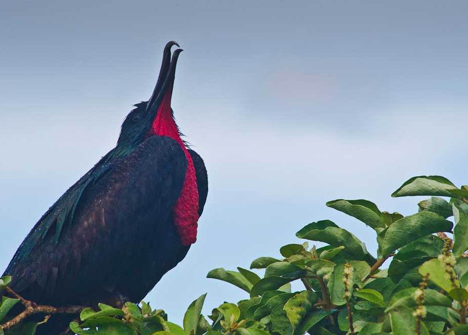 Frigate Bird