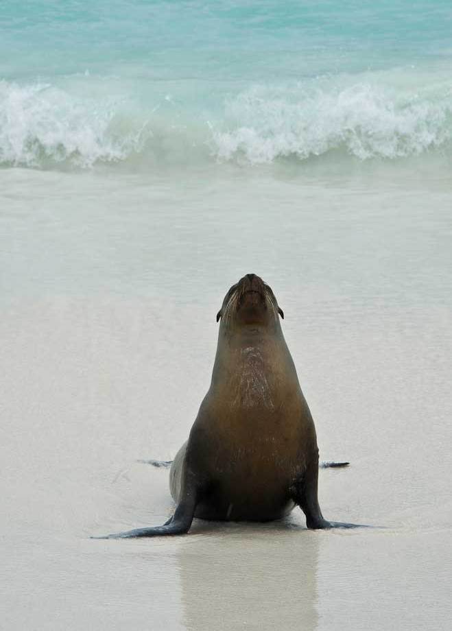 Galapagos Sea Lion