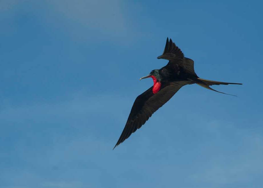 Frigate Bird