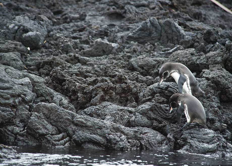 Galapagos Penquin