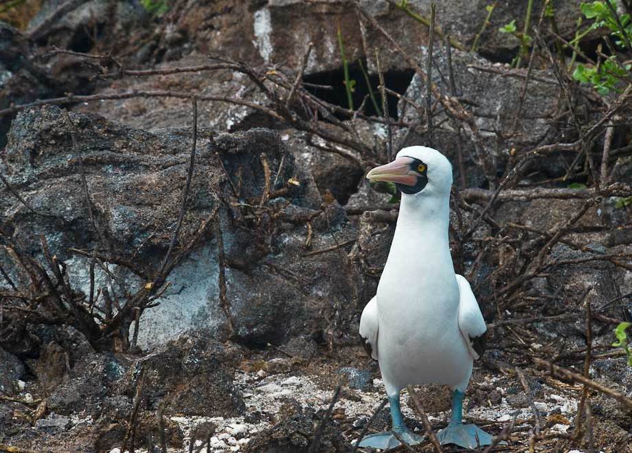 Blue-footed Boobie