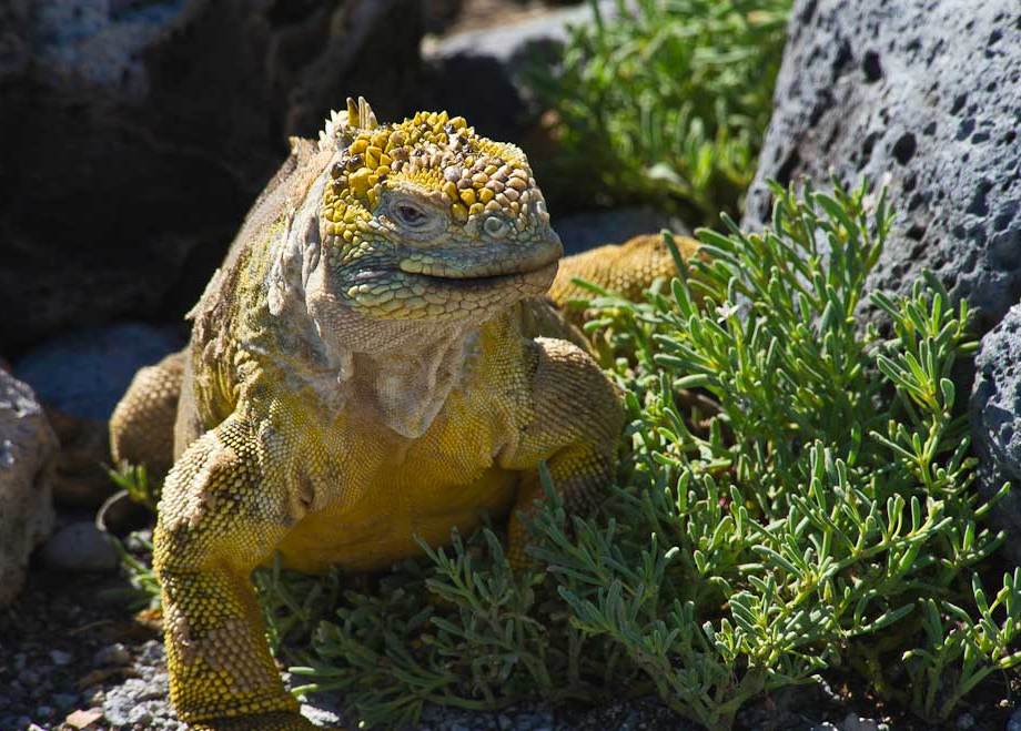 Land Iguana