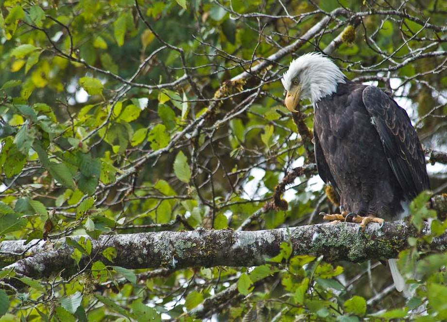Waiting - an American Bald Eagle