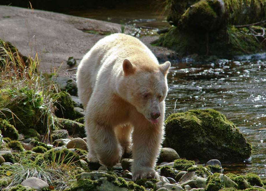 Kermode Bear, Princess Royal island