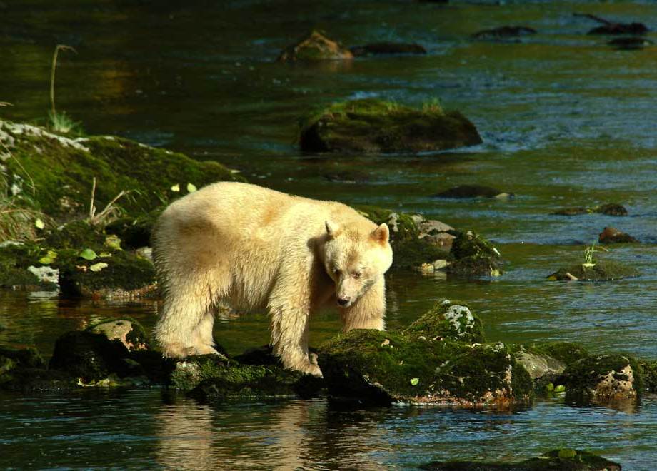 Kermode Bear, Princess Royal Island