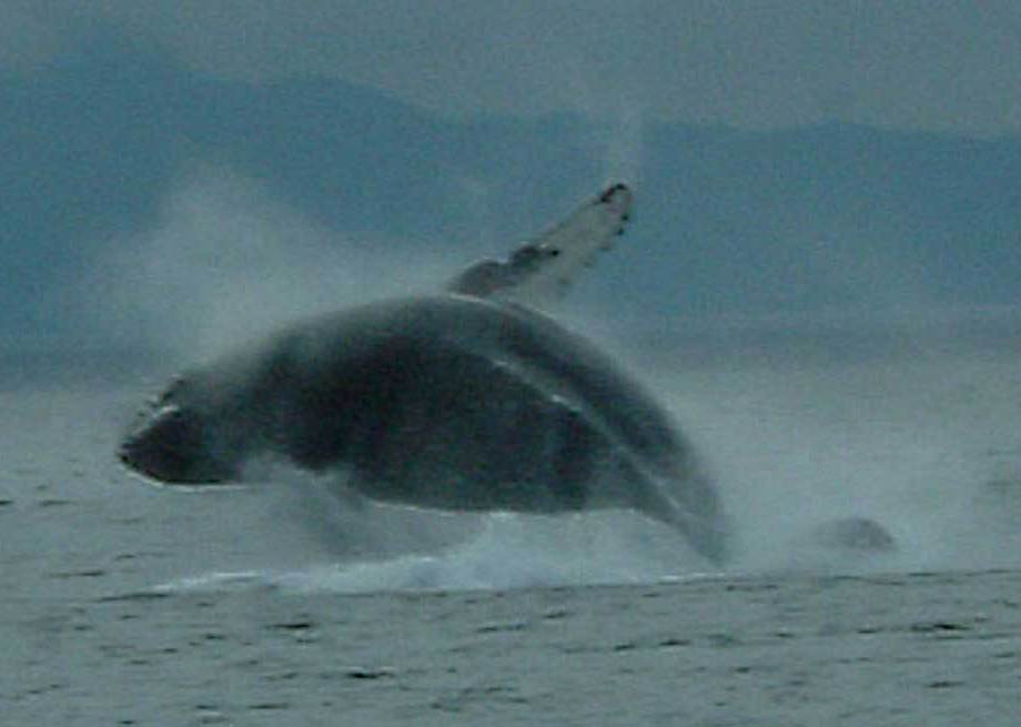 Breaching Humpback Whale