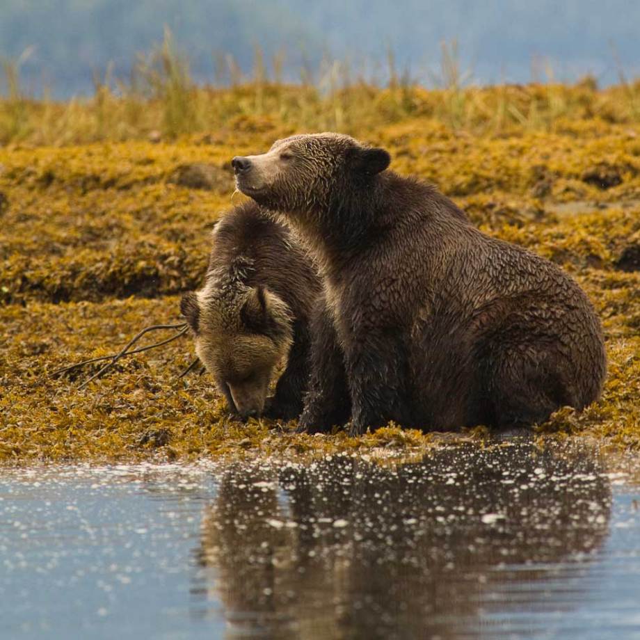 A perfect day in a bear's world