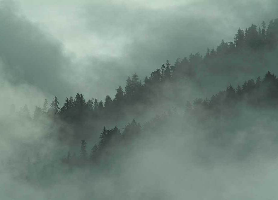 Great Bear Rain Forest