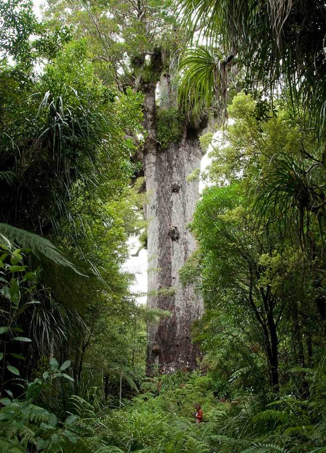 "Lord of the Forest", Kauri tree, Dargaville, North Island.