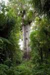 "Lord of the Forest", Kauri tree, Dargaville, North Island.