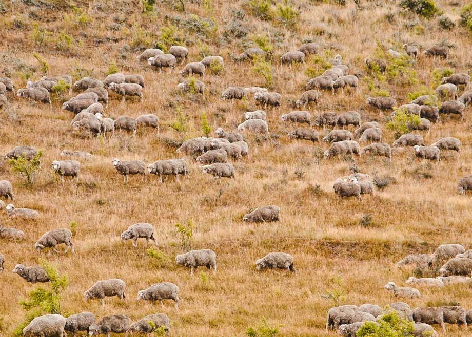 Sheep not rocks at Castle HIll, South Island