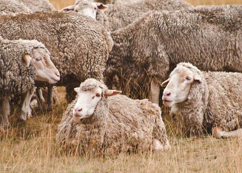 Sheep at Castle Hill, South Island