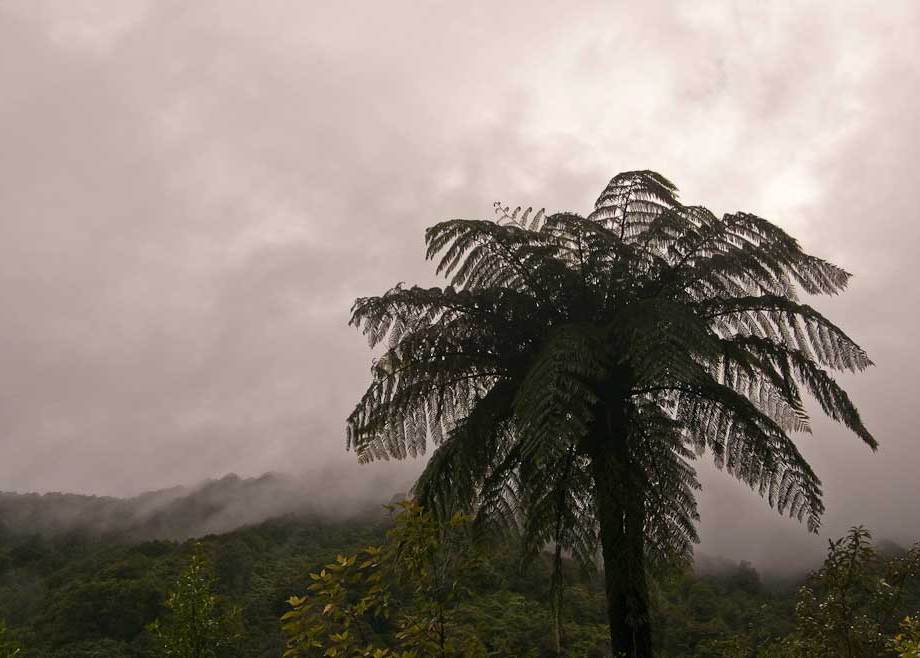 Tree fern, North Island