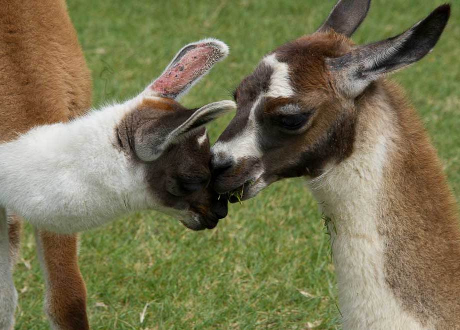 "Pst, Don't fall off ", Machu Picchu