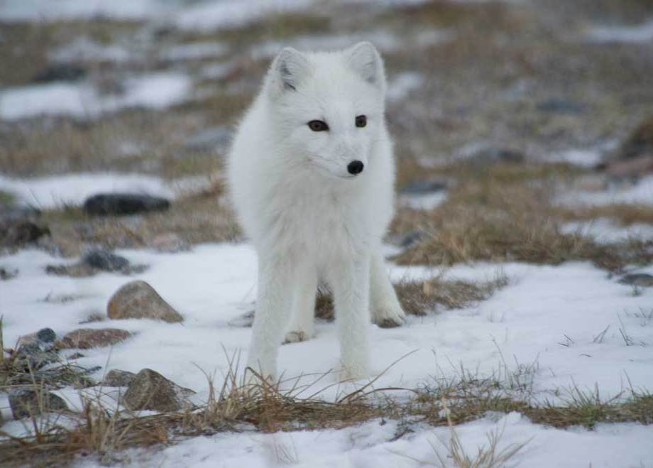 Who me? - Arctic Fox