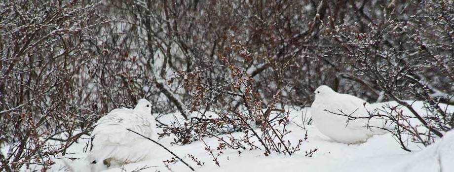 Willow Ptarmigan