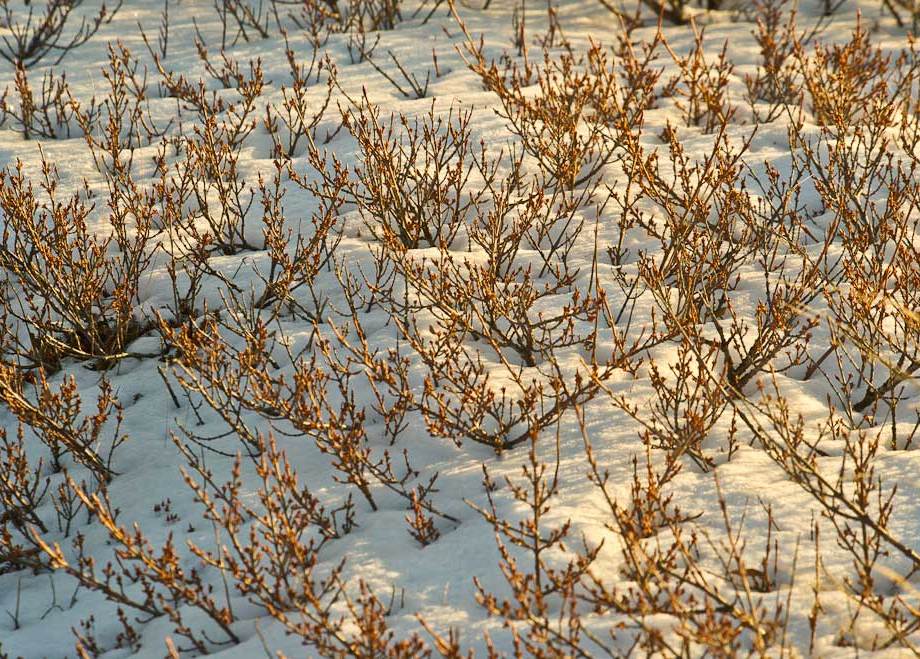 Snow light in a northern woods