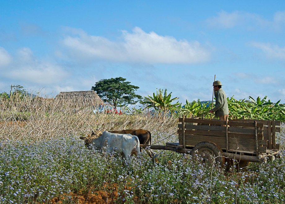 Harvesting Arrowroot, Vinales Valley