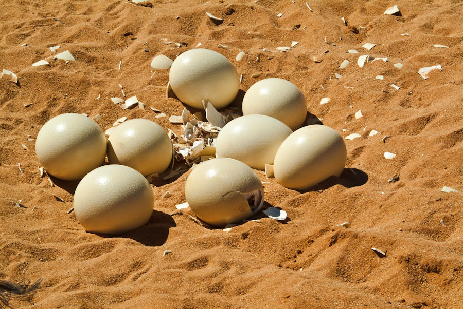 Ostrich egg hatching