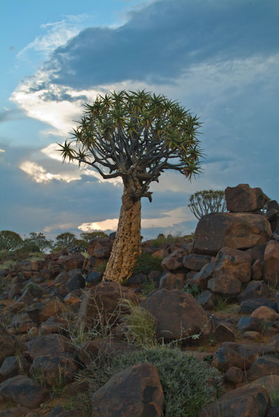 At Quivertree Forest Camp, Keetmanshoop