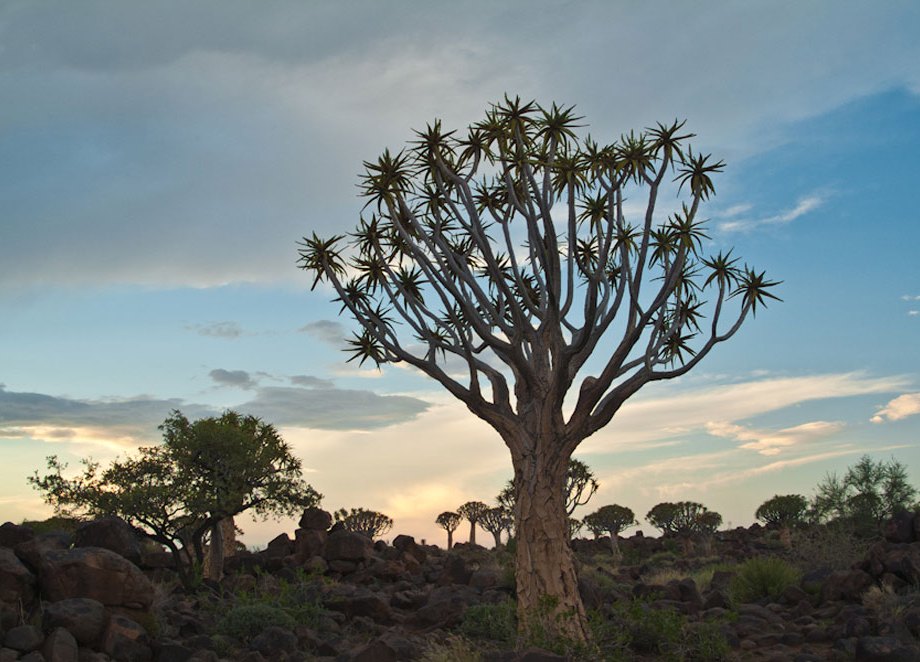 Dusk in the Quivertree Forest