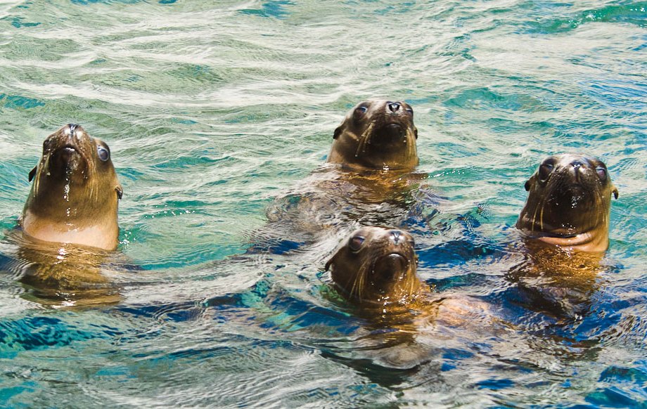 The Choir, Sea Lions, Sea of Cortez