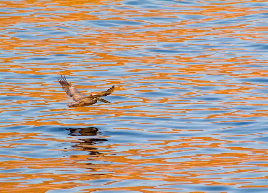 Brown Pelican on morning flight