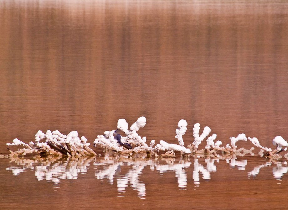 Salt Lace, Isla Carmen