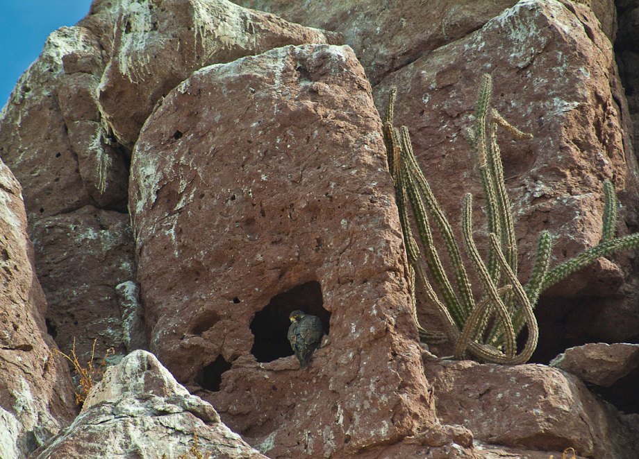Falcon and Galloping Cactus