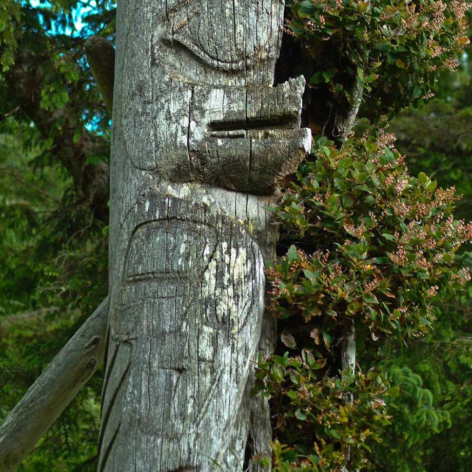 Totem overgrown with Salal