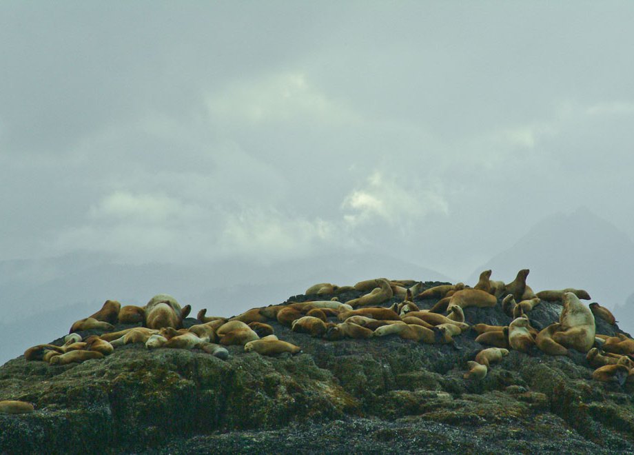 Steller Sea Lions
