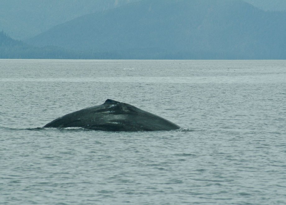 Humpback Whale