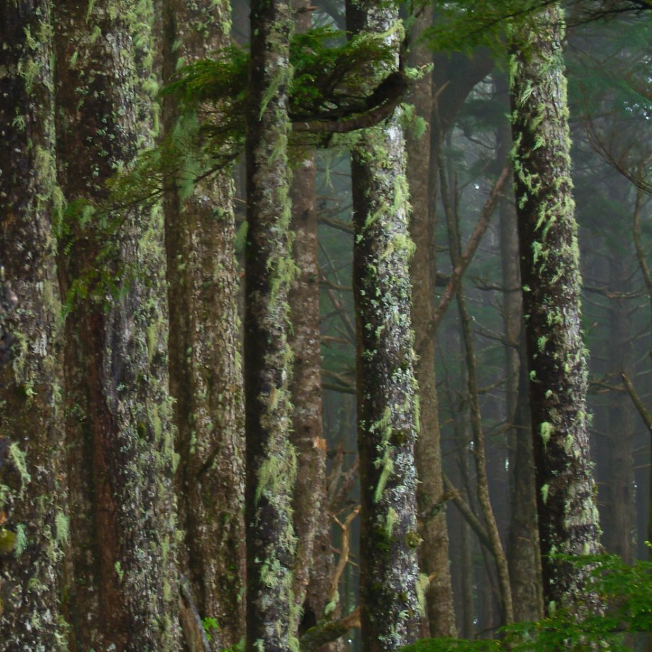 Through the mist at Masset