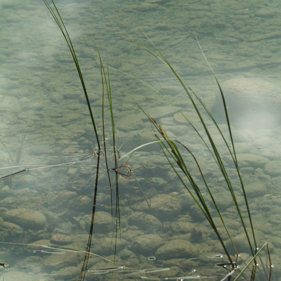 Clear water, Rabbit Kettle Lake, Nahanni