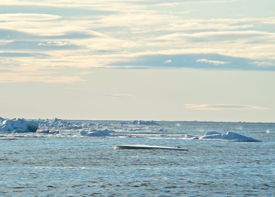 Belugas and Narwhals blow!
