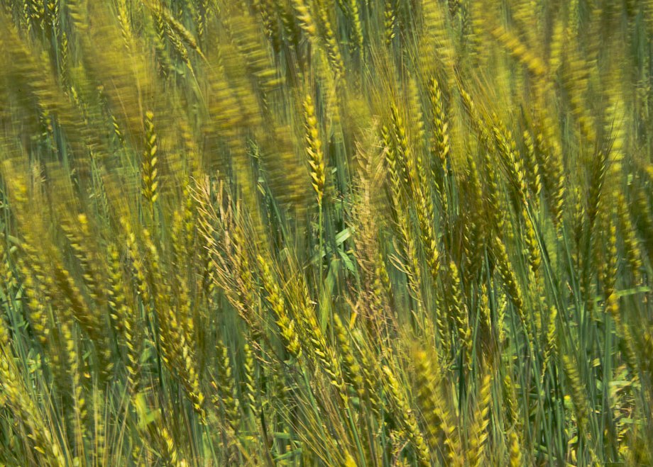 Waving Wheat
