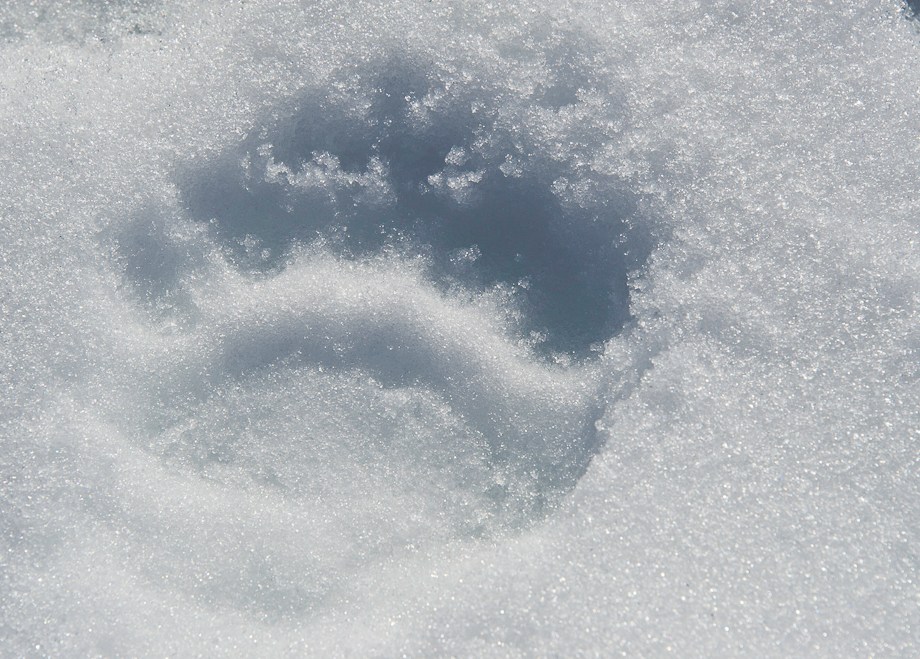 Leave only footprints