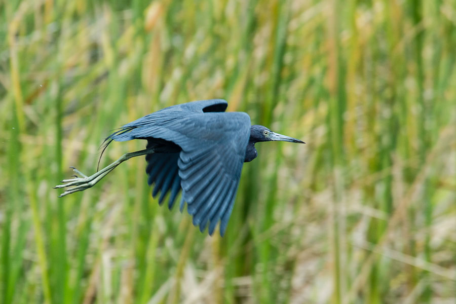 Blue Heron, Bradenton River,Florida, 2013
