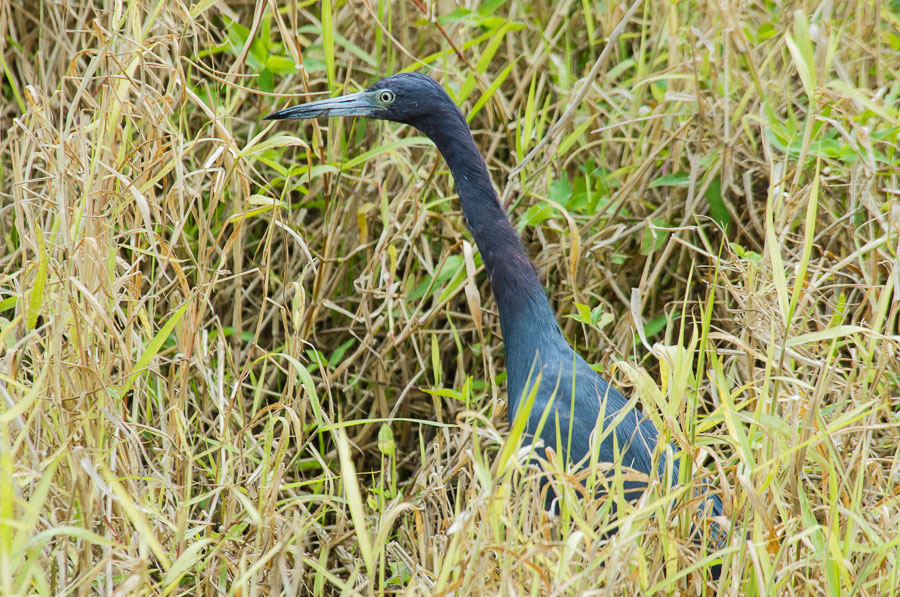 Blue Heron,Bradenton River, Florida, 2013