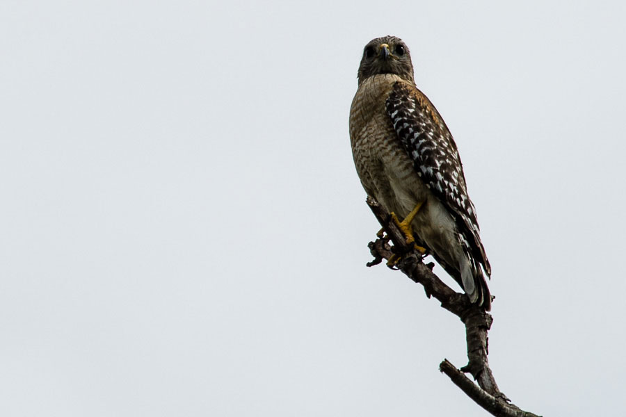Red Shouldered Hawk,Bradenton, Florida, 2013