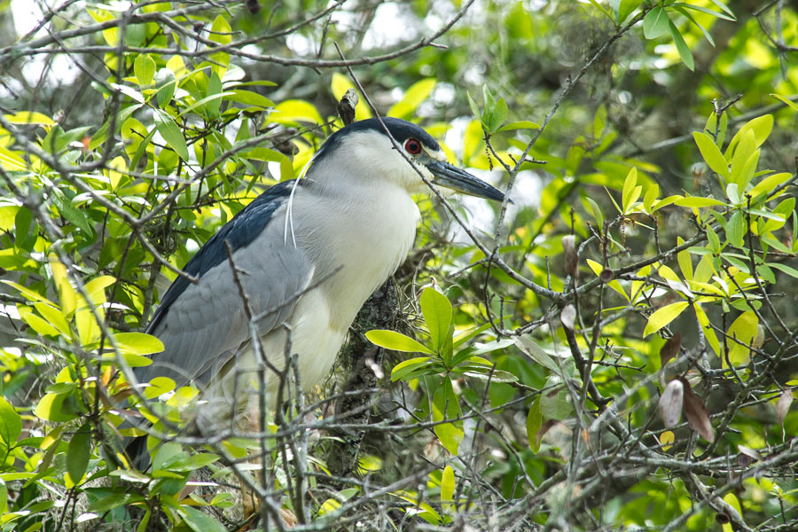Black-crowned Night Heron, Bradenton River,Florida, 2013