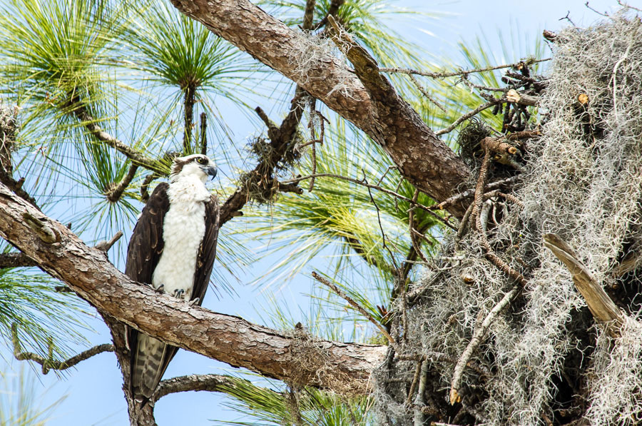 Osprey,Bradenton,Florida, 2013