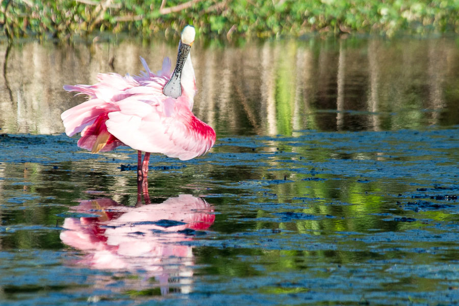 Roseate Spoonbill, Bradenton, Florida,2013