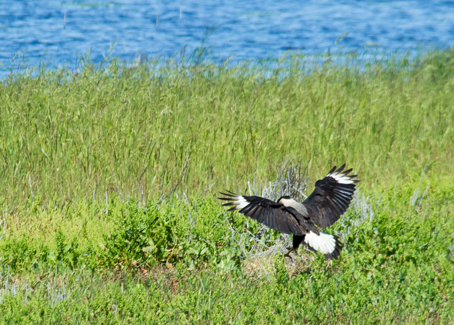 Caracara, Myakka River State Park,Florida, 2013