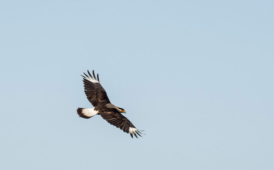 Caracara, Myakka River Sate Park,Florida, 2013